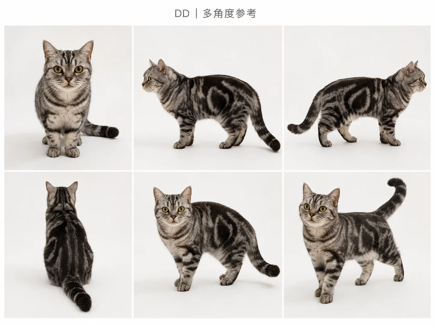 美短猫 DD 的真实形象参考